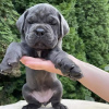 Photo №2 de l'annonce № 75136 de la vente cane corso - acheter à Seychelles annonce privée