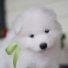 Photos supplémentaires: CHIOTS SAMOYED MIGNONS DISPONIBLES À LA VENTE