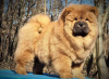 Photos supplémentaires: Chiens Chow Chow à vendre