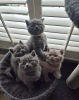 Photo №1. british shorthair - à vendre en ville de Neuss | négocié | Annonce № 104065