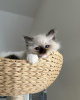 Photo №1. ragdoll - à vendre en ville de Франкфурт-на-Майне | 350€ | Annonce № 109687