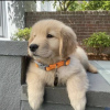 Photo №1. golden retriever - à vendre en ville de Wrocław | négocié | Annonce №47080