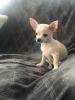 Photo №1. chihuahua - à vendre en ville de Auckland | 473€ | Annonce №57007