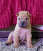 Photo №4. Je vais vendre shar pei en ville de Krasnodar. annonce privée, éleveur - prix - négocié