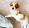 Photo №1. cavalier king charles spaniel - à vendre en ville de Helsinki | 450€ | Annonce №123311