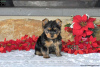 Photo №1. yorkshire terrier - à vendre en ville de Hannover | 540€ | Annonce №63838