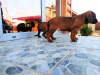 Photo №1. chien de recherche au sang de la montagne bavaroise - à vendre en ville de Лида | négocié | Annonce №10171