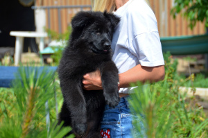 Photos supplémentaires: Chiot berger allemand, fille, noir, métrique KSU / FCI, 67 jours