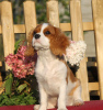 Photo №1. cavalier king charles spaniel - à vendre en ville de Riga | 1450€ | Annonce №12540