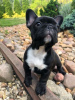 Photo №4. Je vais vendre bouledogue en ville de Bonn. annonce privée - prix - 360€