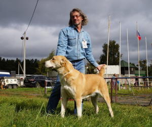 Photos supplémentaires: Grands chiots du berger d'Asie centrale