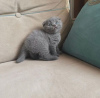 Photo №1. scottish fold - à vendre en ville de Prague | négocié | Annonce № 89447