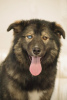 Photo №2 de l'annonce № 81243 de la vente chien bâtard - acheter à Fédération de Russie annonce privée