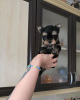 Photo №1. yorkshire terrier - à vendre en ville de Балыкесир | 473€ | Annonce №103657