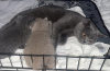 Photo №3. Chatons British Shorthair exceptionnels. Allemagne