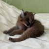 Photo №1. caracal - à vendre en ville de Антверпен | 1500€ | Annonce № 99649