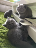 Photo №3. Chatons British Shorthair bleus. Allemagne