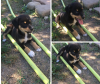 Photo №1. chien bâtard - à vendre en ville de Krasnodar | Gratuit | Annonce №7519