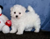 Photo №1. bichon à poil frisé - à vendre en ville de Stockholm | négocié | Annonce №97870