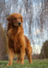 Photo №1. golden retriever - à vendre en ville de Wrocław | 2500€ | Annonce №62309