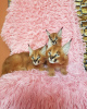 Photo №3. chatons caracal. France