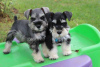 Photo №1. schnauzer miniature - à vendre en ville de Prague | négocié | Annonce №59469