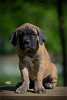 Photo №1. cane corso - à vendre en ville de Belgrade | négocié | Annonce №99736