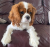 Photo №1. cavalier king charles spaniel - à vendre en ville de Berlin | 350€ | Annonce №116810