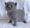 Photo №1. british shorthair - à vendre en ville de Bremen | 232€ | Annonce № 104279