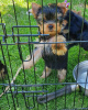 Photo №1. yorkshire terrier - à vendre en ville de Astrakhan | 500€ | Annonce №11959