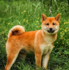 Photos supplémentaires: Chiots Shiba Inu