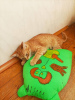 Photo №3. Chat rouge, chaton Orange, à la recherche d'une famille !. Biélorussie