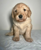 Photo №1. labradoodle - à vendre en ville de Гаага | 250€ | Annonce №81151