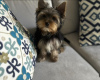 Photo №1. yorkshire terrier - à vendre en ville de Érd | négocié | Annonce №110193