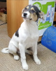 Photo №1. chien bâtard - à vendre en ville de Odintsovo | Gratuit | Annonce №9272
