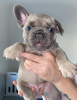 Photos supplémentaires: Chiots bouledogue français à vendre