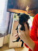 Photo №1. yorkshire terrier - à vendre en ville de Bruxelles | 1500€ | Annonce №11658