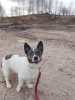 Photo №2 de l'annonce № 87021 de la vente chien bâtard - acheter à Fédération de Russie annonce privée