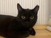 Photos supplémentaires: Agatha, une merveilleuse jeune chatte, est à la recherche d'un foyer et d'une