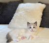 Photo №1. ragdoll - à vendre en ville de Tarrytown | 208€ | Annonce № 108609