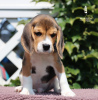 Photo №1. beagle - à vendre en ville de Milan | 400€ | Annonce №113645