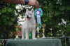 Photo №4. Je vais vendre husky de sibérie en ville de Knjazevac.  - prix - négocié