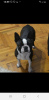 Photos supplémentaires: Chiots Boston terrier