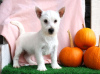 Photo №2 de l'annonce № 44771 de la vente west highland white terrier - acheter à Allemagne 