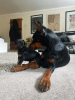 Photo №4. Je vais vendre dobermann en ville de Vilnius. annonce privée - prix - 350€