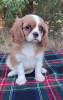 Photo №3. Femelle cavalier king charles spaniel. Ukraine