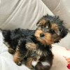 Photo №1. yorkshire terrier - à vendre en ville de Гамбург | 265€ | Annonce №119339