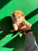 Photo №3. Chiots Shiba Inu TOP. Serbie