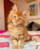 Photo №3. Maine coon. Allemagne