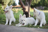 Photos supplémentaires: Chiots Berger Blanc Suisse à vendre